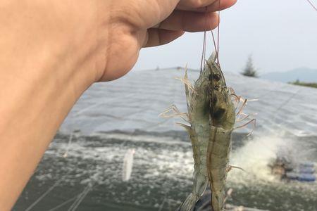 一亩虾塘要留多少种虾