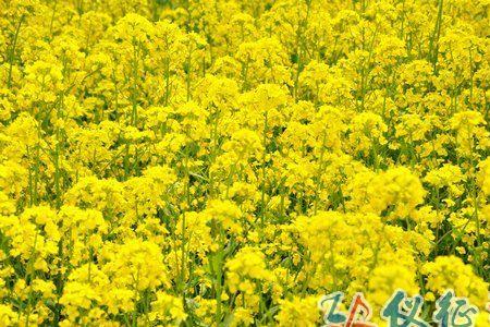 江淮地区油菜什么时候种植