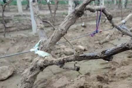 怎么可以把葡萄树弄死