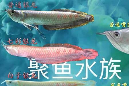 金龙鱼苗和银龙鱼苗怎么分