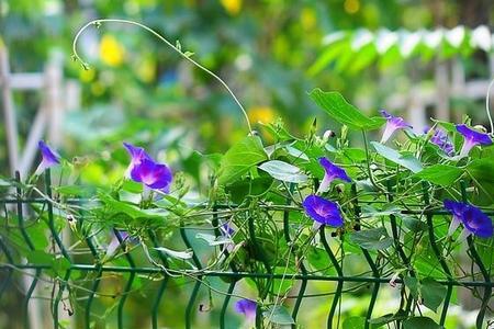 爬山虎和牵牛花的区别