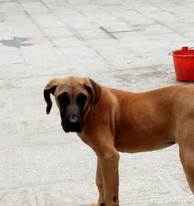 云南允许养的大型犬