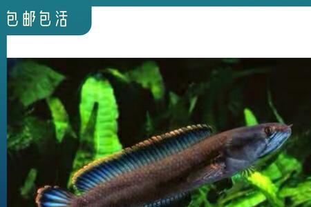 彩虹雷龙不爱游动