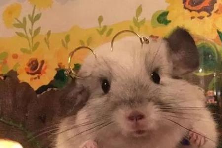 龙猫最怕吃什么
