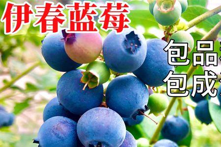 红果蓝莓的甜吗耐寒吗