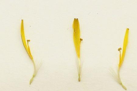雄蕊和雌蕊可以统称为什么