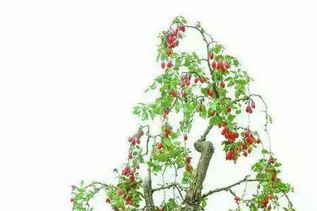 枸杞生桩秋季栽种方法