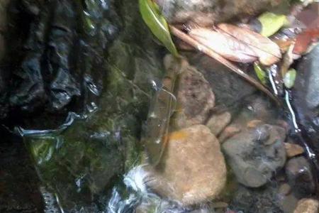 野生小溪虾怎样养
