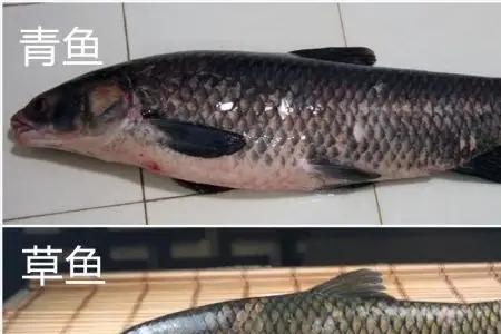 鱼为什么会攻击同伴