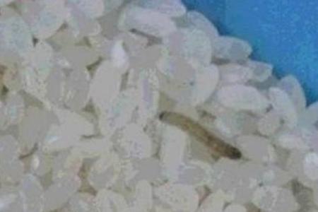 网络用语米虫是什么意思