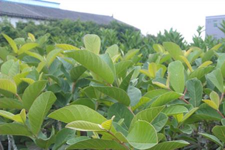 芒果可以嫁接到番石榴树吗