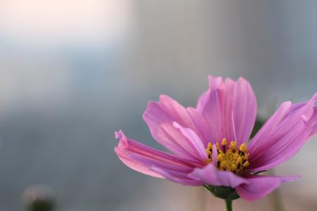 格桑花不开花是怎么回事