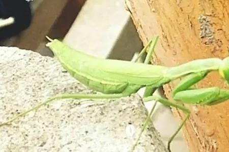 螳螂几天不喝水会死
