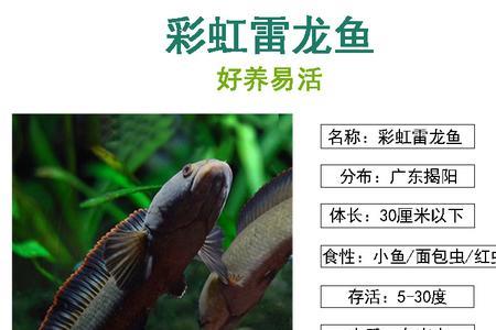 巧克力雷龙鱼耐高温吗