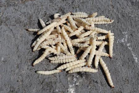 竹虫成虫做法