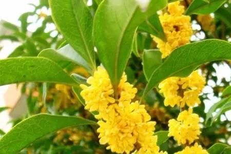 丹桂花开朵朵鲜是什么意思