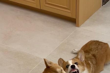 柴犬公柯基母混血要断尾吗