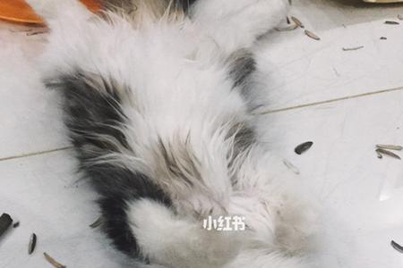 猫咪可不可以吃葵花籽