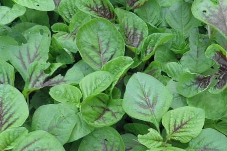 五叶菜野菜的学名