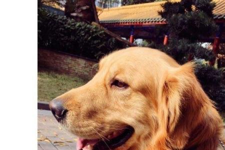 两岁的金毛还能养熟吗