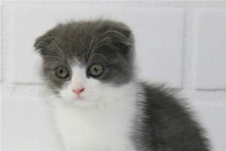 波斯猫和英短哪个好