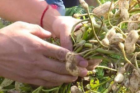冀花572花生怎样种植