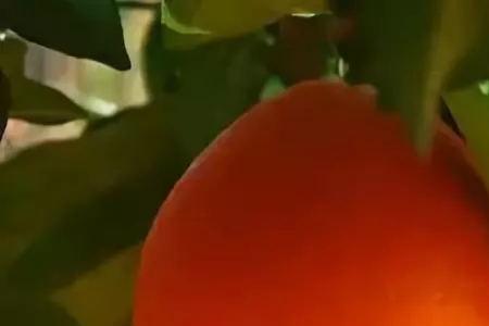 脐橙和沃柑的区别