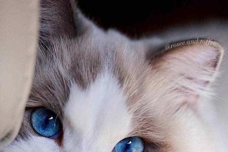鼻子长的猫是什么品种