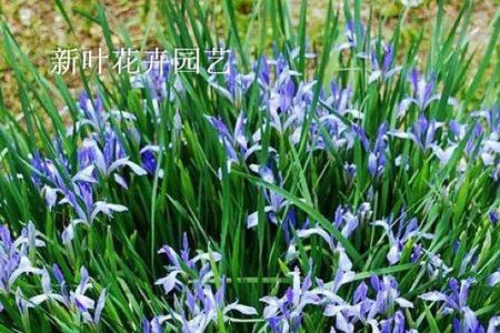 马兰花和鸢尾花是同种植物吗