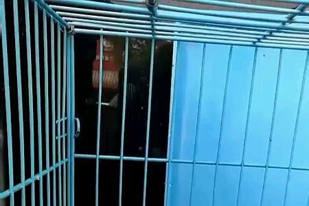 青丝鸟属于保护动物吗