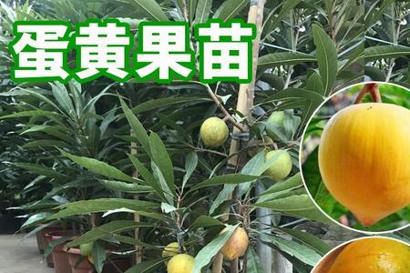 鸡蛋果树有多高