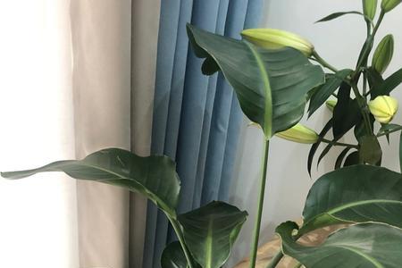 天堂鸟和牡丹哪个好养