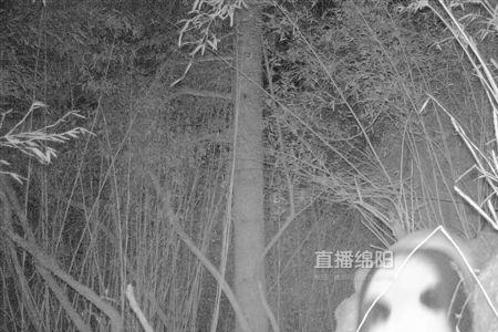 为什么照相机可以看到红外线