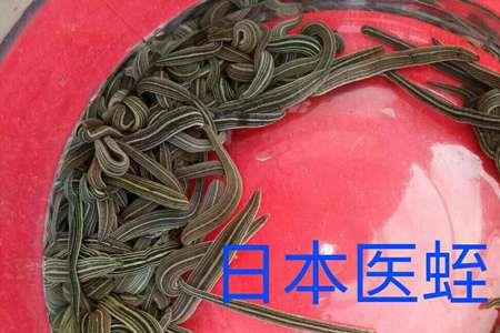 蚂蝗怎么生吃最好