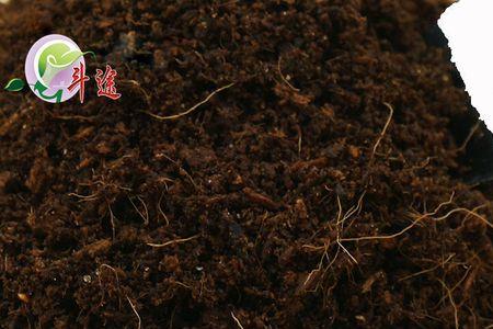 椰丝土适合种什么花