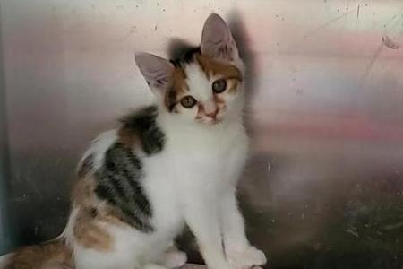 流浪猫不会用猫砂怎么办