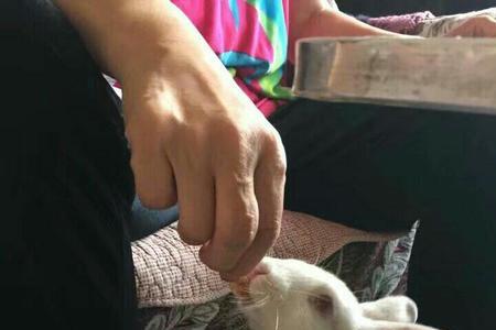兔子站起来什么意思