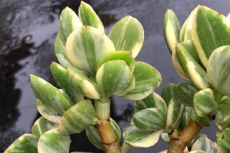 玉树三色花月锦的养殖方法