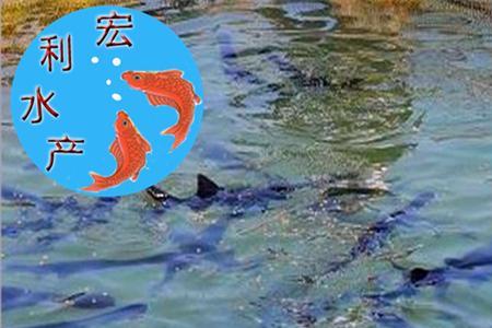 酒店鱼池鸭嘴鱼能养吗
