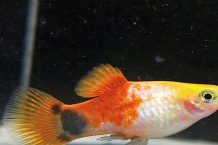 玛丽鱼生完鱼后单独养几天