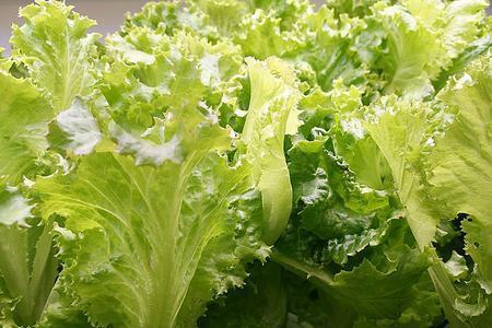 生菜种不出来怎么办