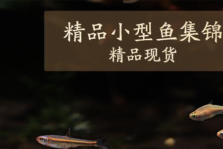 金苔鼠可以和宝莲灯一起养吗