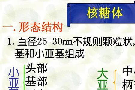 人有几个核糖体