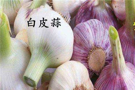 泡沫箱种紫皮还是白皮大蒜好