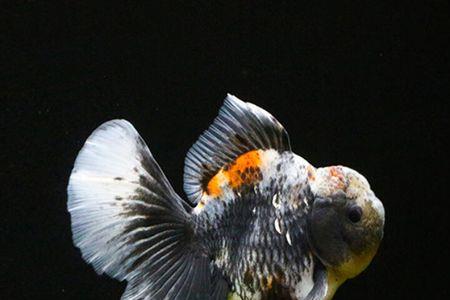 金元宝鱼是热带鱼还是冷水鱼