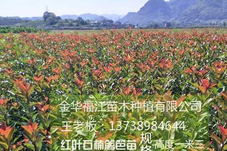 红叶石楠种大门口可以吗