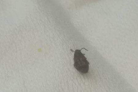 厕所里面带斑点的小虫子