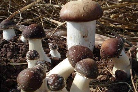 果树树下种蘑菇是新技术吗
