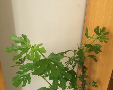 无花果叶子有长条状的吗