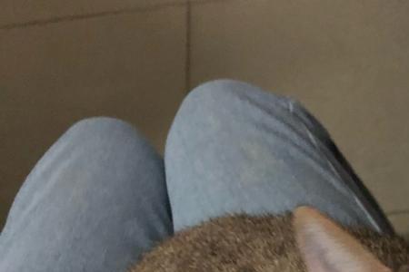 狸花猫的眼睛是棕色的正常吗